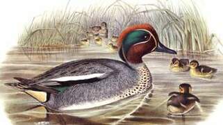 Eurasian Teal