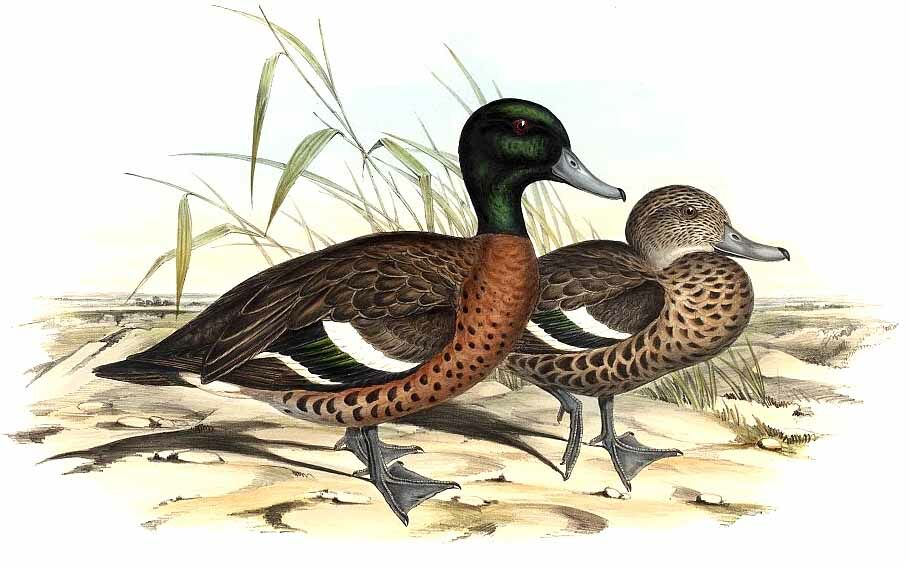 Chestnut Teal