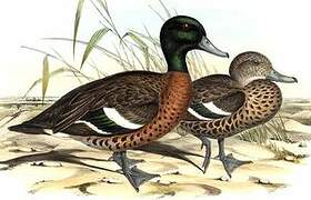 Chestnut Teal