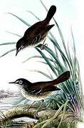 Tropical Scrubwren