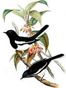 Oriental Magpie-Robin