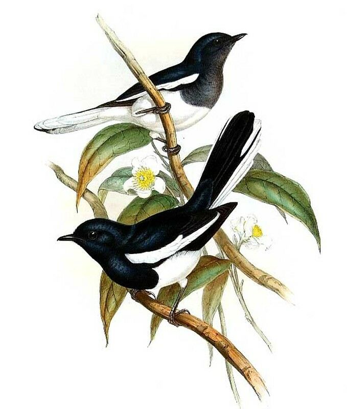 Oriental Magpie-Robin