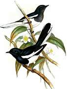 Oriental Magpie-Robin