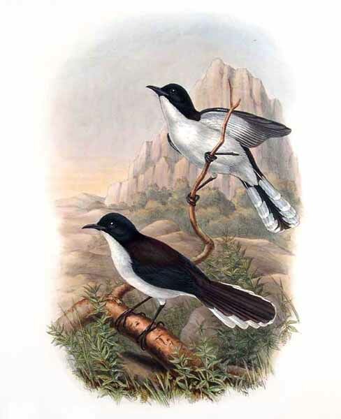 Dark-backed Sibia