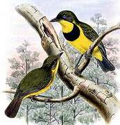 Australian Golden Whistler