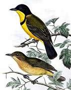 Australian Golden Whistler