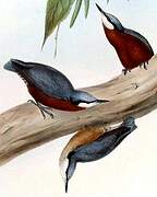 Indian Nuthatch