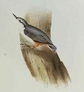 Eurasian Nuthatch