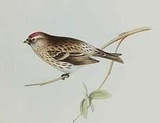 Arctic Redpoll