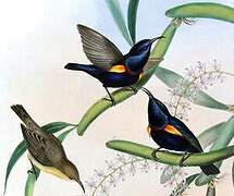 Purple Sunbird