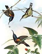 Loten's Sunbird