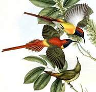 Fire-tailed Sunbird