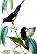 Black-throated Sunbird