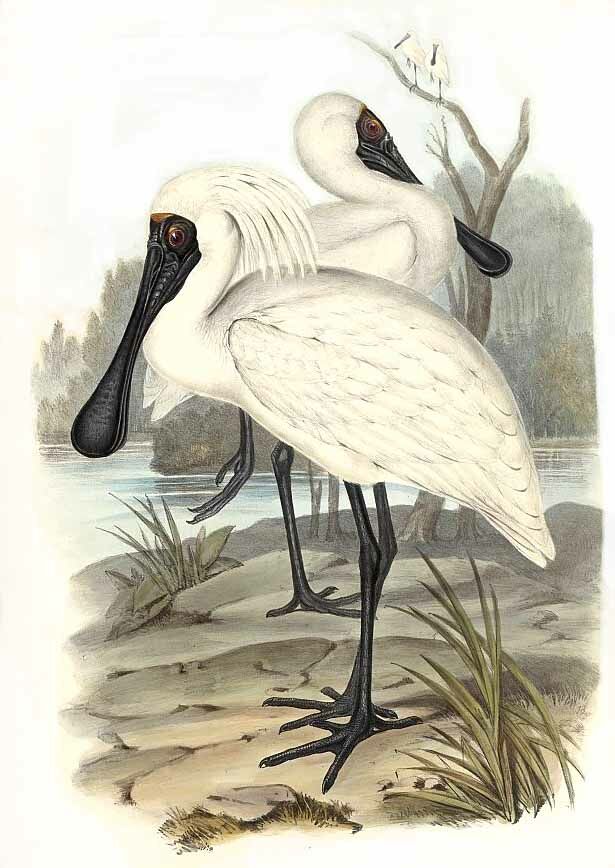 Royal Spoonbill