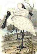 Royal Spoonbill