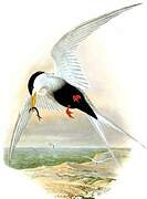 Black-bellied Tern