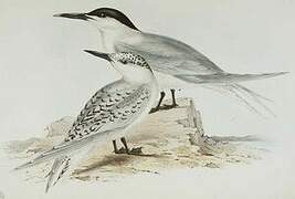 Sandwich Tern