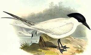 Gull-billed Tern