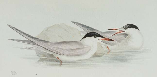 Common Tern