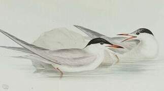 Common Tern