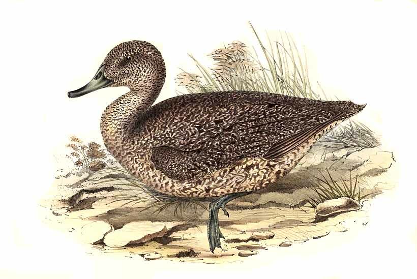 Freckled Duck