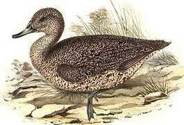 Freckled Duck