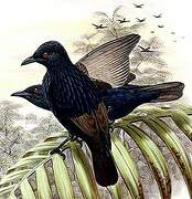 Short-tailed Starling