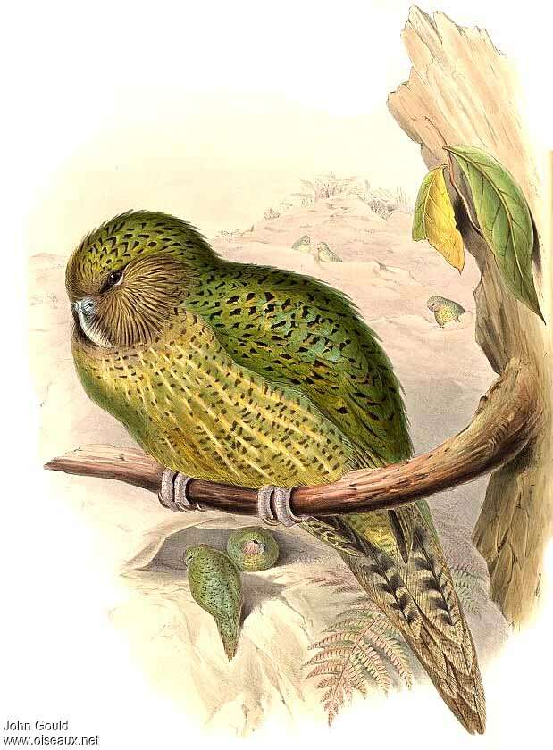 Kakapo