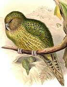 Strigops kakapo