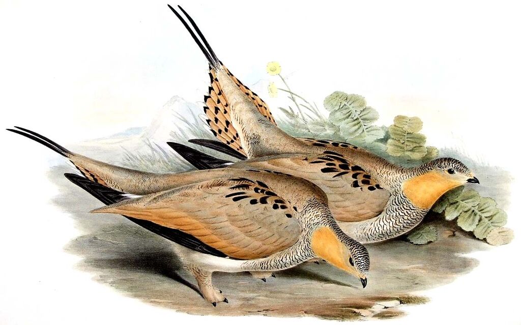 Tibetan Sandgrouse