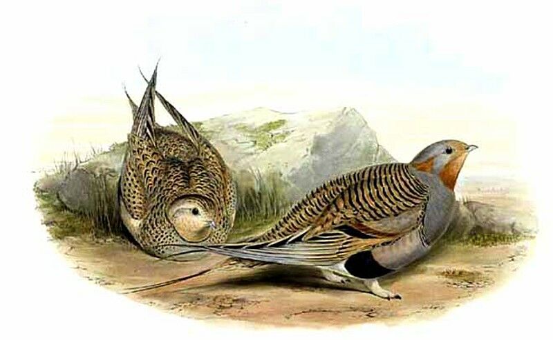 Pallas's Sandgrouse