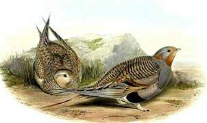 Pallas's Sandgrouse