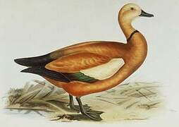 Ruddy Shelduck