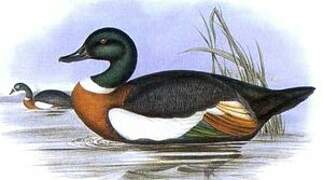 Australian Shelduck