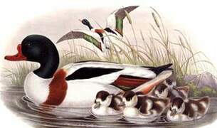 Common Shelduck