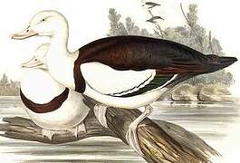 Radjah Shelduck