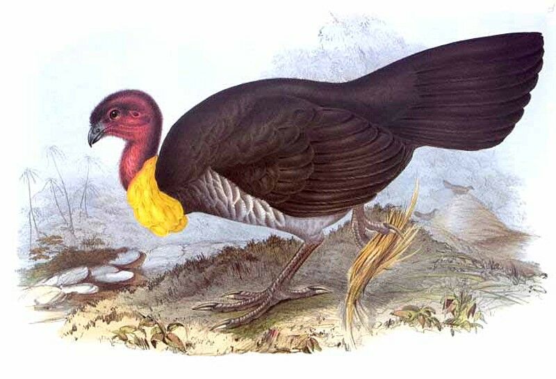 Australian Brushturkey