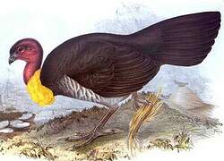 Australian Brushturkey