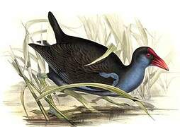 Australasian Swamphen