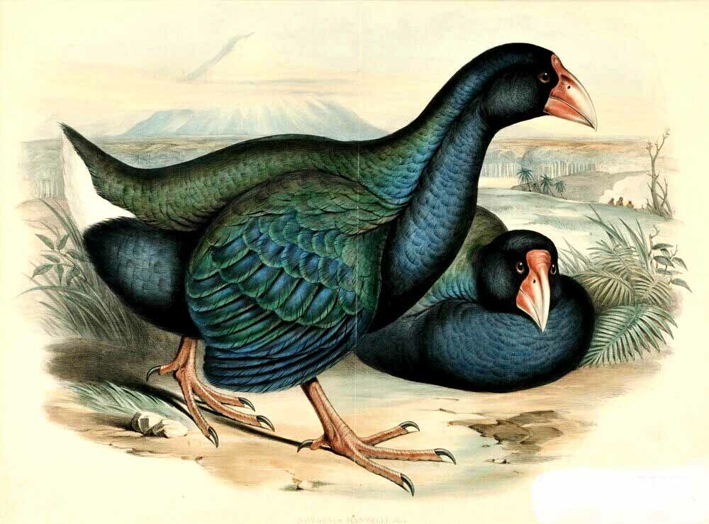 North Island Takahe