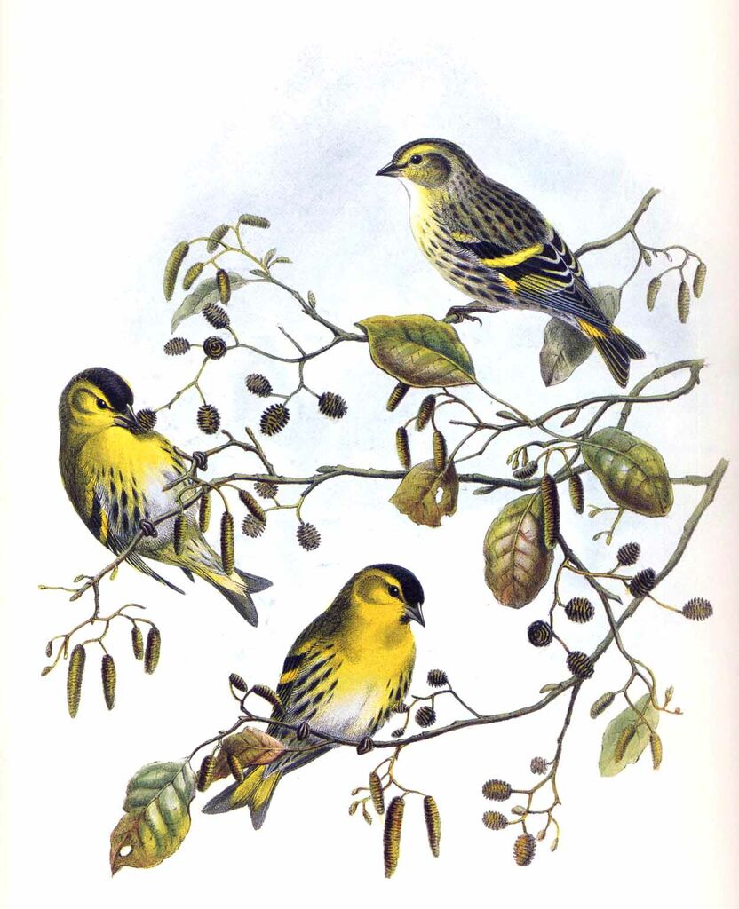 Eurasian Siskin