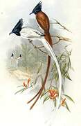 Indian Paradise Flycatcher