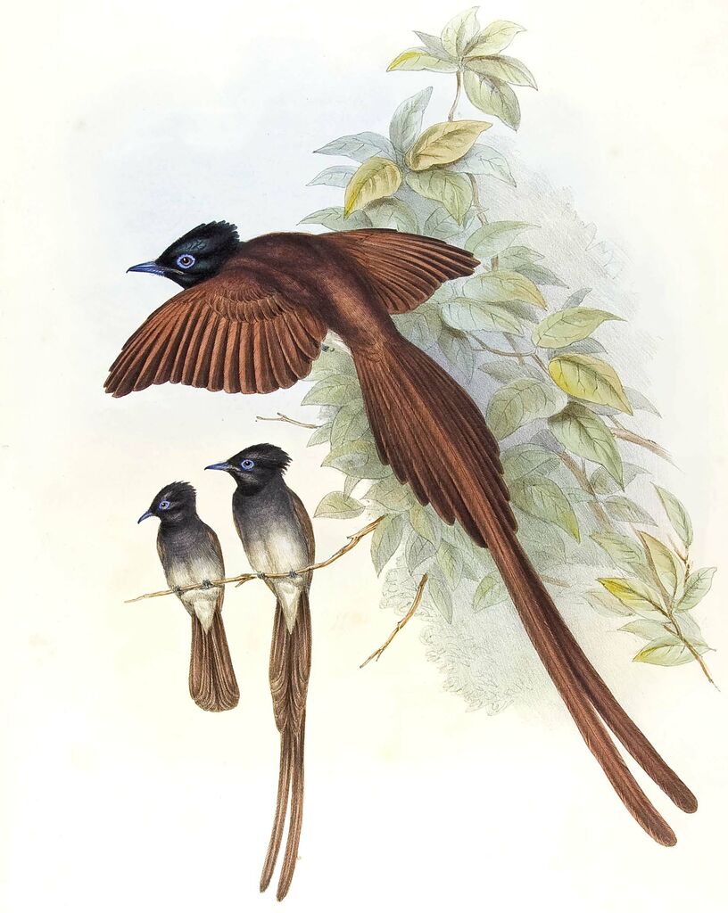 Indian Paradise Flycatcher