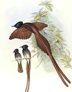 Indian Paradise Flycatcher