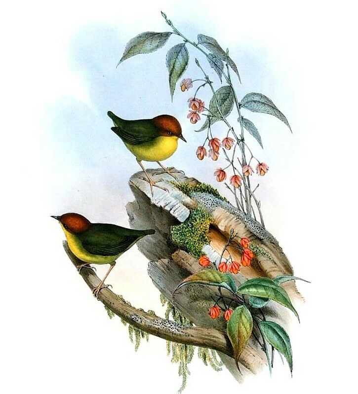 Chestnut-headed Tesia