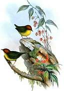 Chestnut-headed Tesia