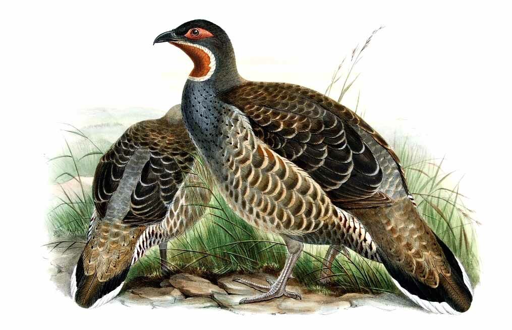 Verreaux's Monal-Partridge