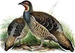 Verreaux's Monal-Partridge