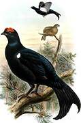 Caucasian Grouse