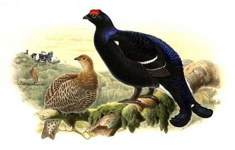 Black Grouse